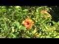 Viveros De Plantas Ornamentales En Puerto Rico