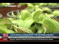 Venta De Plantas Carnivoras Peru