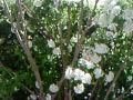 Arbustos Ornamentales Con Flores