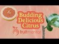 Arboles Frutales Kumquat