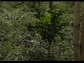 Arboles Frutales 4 Estaciones