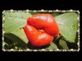 Arboles Frutales Bianuales