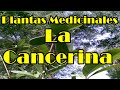 Plantas Curativas Y Sus Propiedades