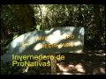 Plantas Ornamentales Nativas De Costa Rica