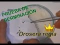 Como Germinar Semillas De Plantas Carnivoras