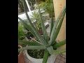Plantas Curativas Aloe Vera