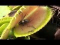 Videos De Plantas Carnivoras Comiendo Animales
