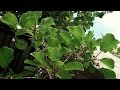 Arboles Frutales Kiwi