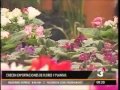 Exportacion De Plantas Ornamentales En Costa Rica
