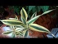 Plantas Ornamentales Bambues