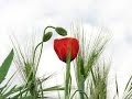 Plantas Curativas Amapola