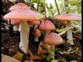 Caracteristicas De Los Arbustos Ornamentales
