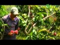 Arboles Frutales De Mangos