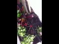 Sistemas De Riego Para Jardines En Monterrey