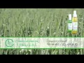 Plantas Curativas Cicatrizantes