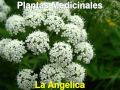 Plantas Curativas Con Imagenes