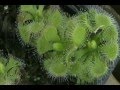 Plantas Carnivoras Varias Especies