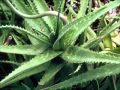 Plantas Curativas Aloe Vera