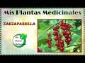 Plantas Curativas Con Nombres