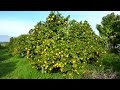 Www.infojardin.com Arboles Frutales