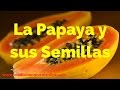 Plantas Curativas Y Sus Beneficios