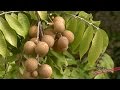Arboles Frutales De Clima Calido