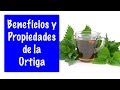 Plantas Curativas Y Sus Propiedades