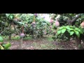 Venta Arboles Frutales Tropicales