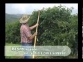 Poda De Arboles Frutales Aguacate