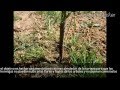 Arboles Frutales Barcelona