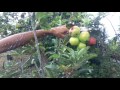Venta De Arboles Frutales En Puerto Rico