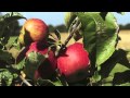 Arboles Frutales Venta
