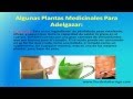 Plantas Curativas Para Bajar De Peso