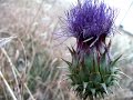 Plantas Curativas Con Nombres