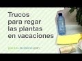 Sistemas De Riego Para Orquideas