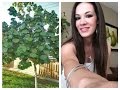 Arboles Frutales Que Dan Sombra