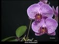 Sistemas De Riego Para Orquideas