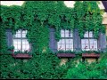 Plantas Ornamentales De Interior Trepadoras