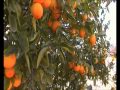Arboles Frutales Enanos Valencia