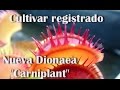 Tipos De Plantas Carnivoras Dionaea
