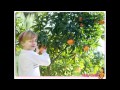Arboles Frutales Rapido Crecimiento