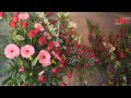 Arreglos Florales Uruapan
