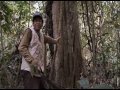 Plantas Curativas Del Peru