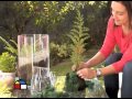 Plantas Ornamentales Uruguay