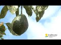 Poda De Arboles Frutales Aguacate