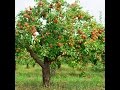 Arboles Frutales Fotos