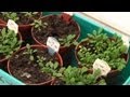 Arboles Frutales Resistentes Ala Sequia
