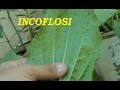 Plantas Curativas Con Imagenes