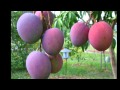 Arboles Frutales Y Sus Beneficios