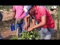 Poda De Arboles Frutales Aguacate